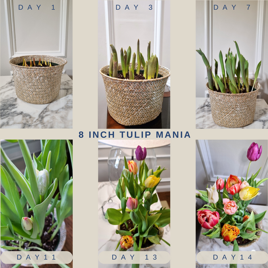 A Gift That Grows: Why Potted Flower Gardens Are Better Than Bouquets