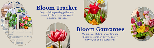 Better Than a Bouquet: Send Flowers That Grow!
