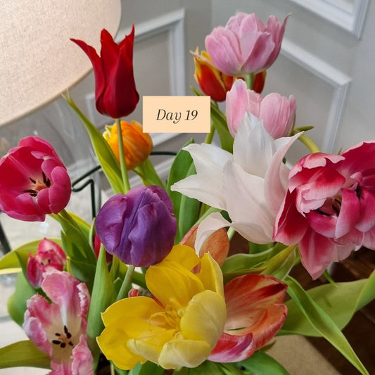 Why a Blooming Indoor Garden Is One of the Best Mother’s Day Gifts