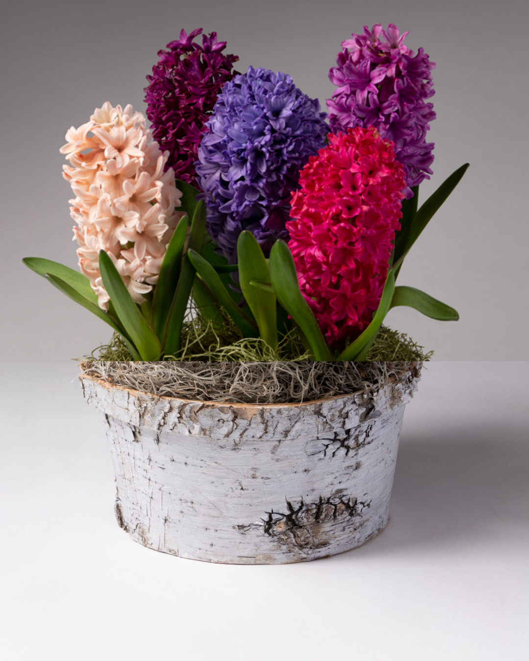 Graceful Beauty - Hyacinths