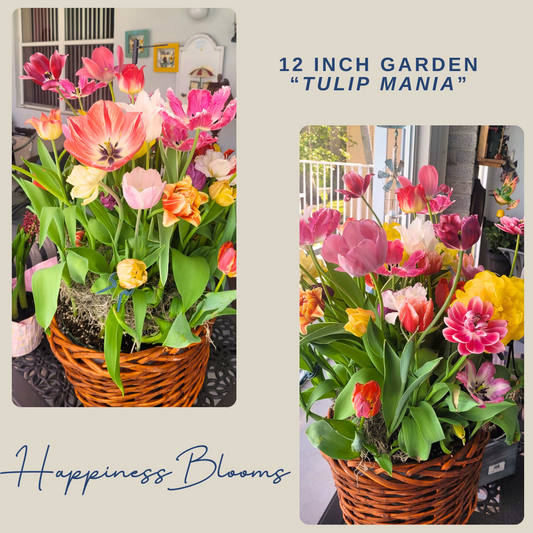 Vibrant tulips blooming in a pot, over 40 tulips