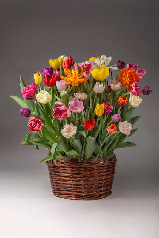 The Best Spring Flowers to Grow Indoors (No Green Thumb Needed!)