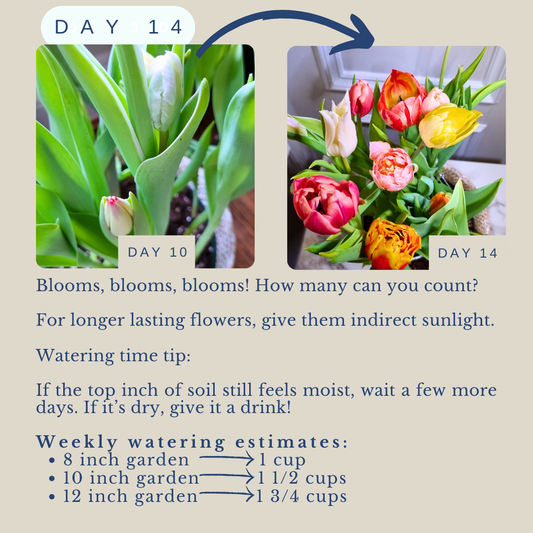 Flower watering tips for indoor potted flower gardens