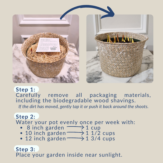 Can You Grow Flowers Indoors? Yes! Here's How to Start 🌸
