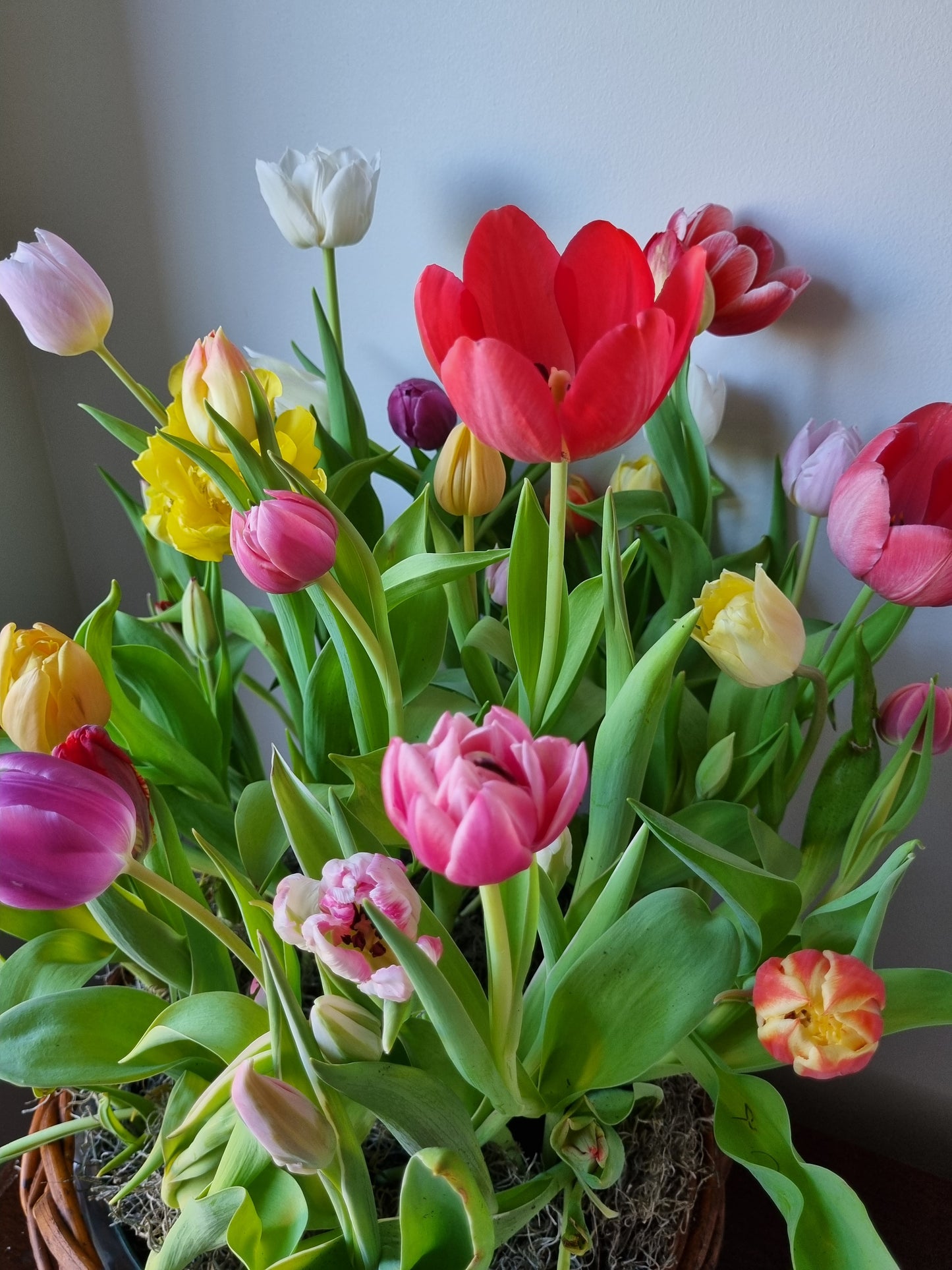 Tulip Mania