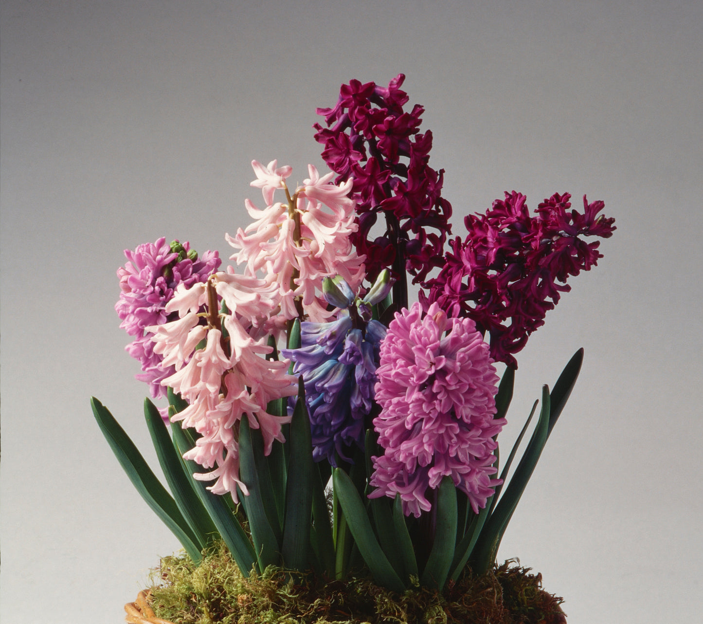 Graceful Beauty - Hyacinths