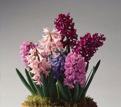 Graceful Beauty - Hyacinths