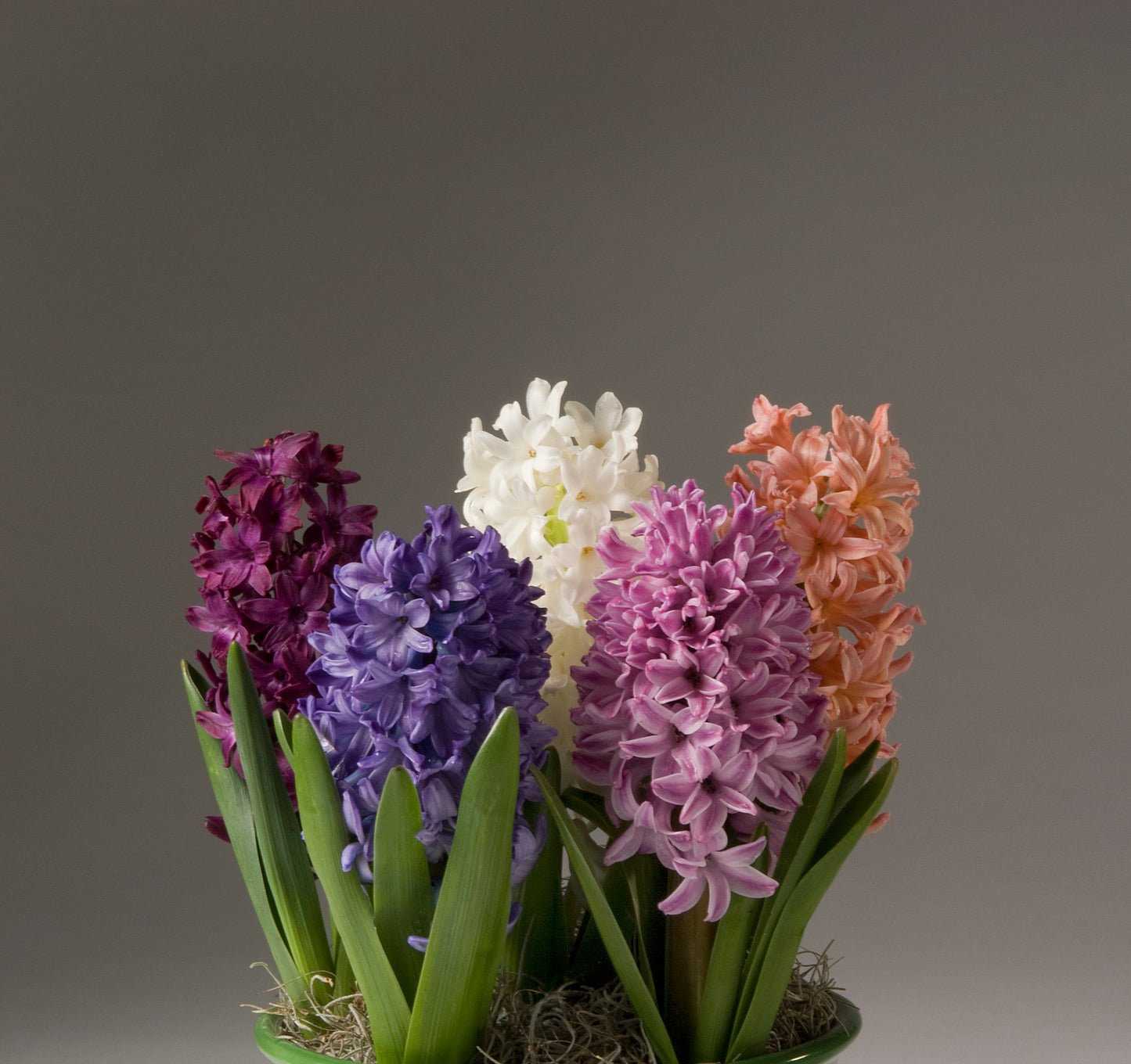 Graceful Beauty - Hyacinths