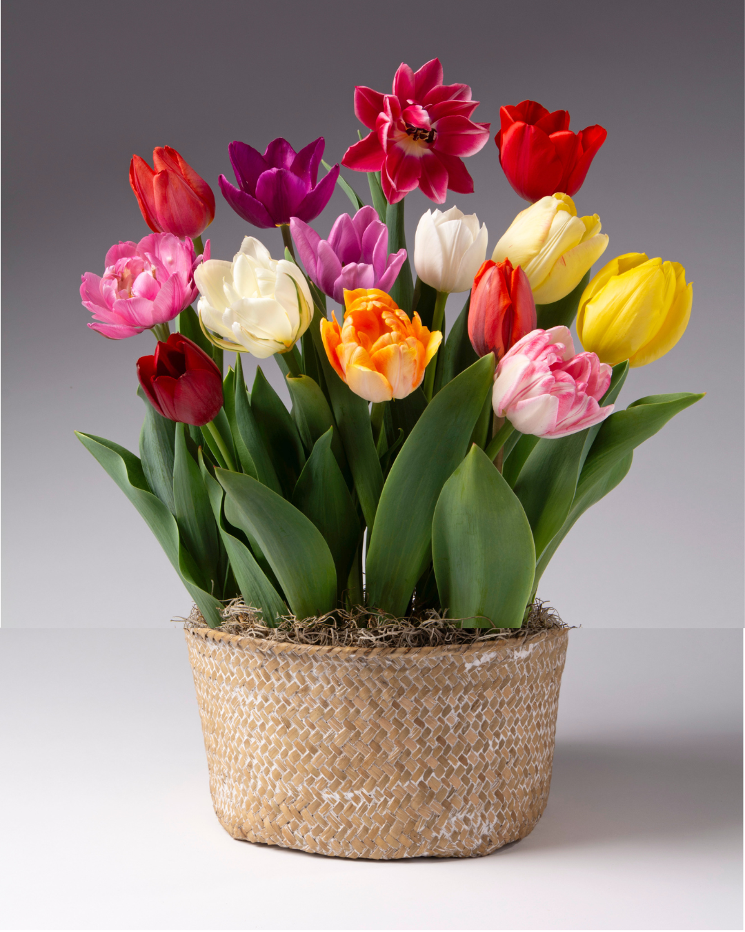 potting mix for tulips Tulip Mania – Happiness Blooms Co