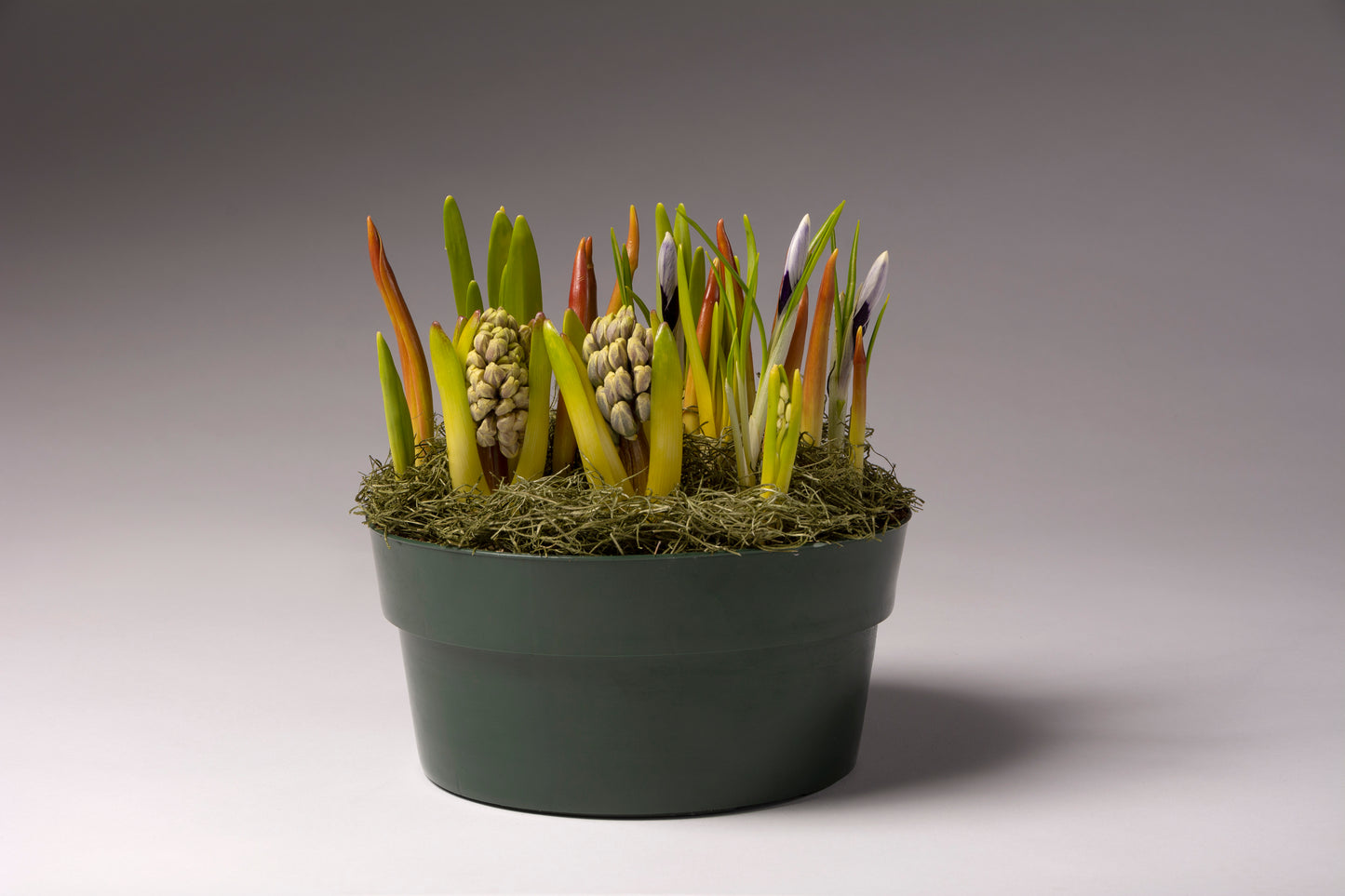 Graceful Beauty - Hyacinths